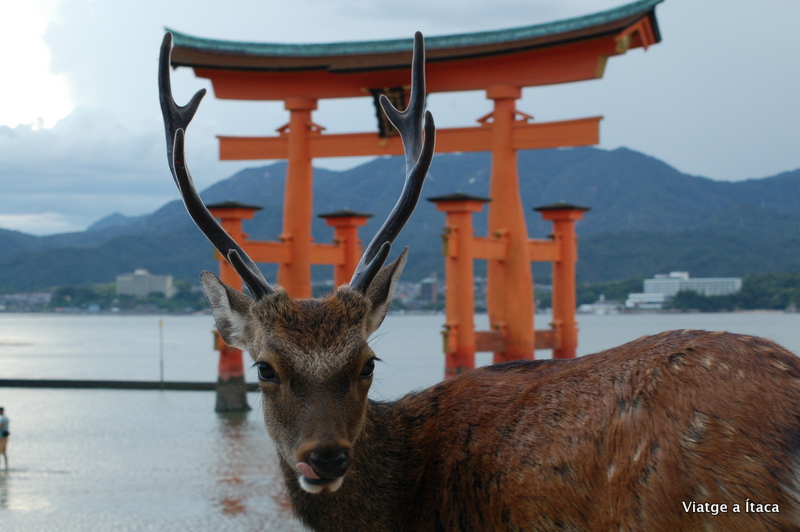 Miyajima10