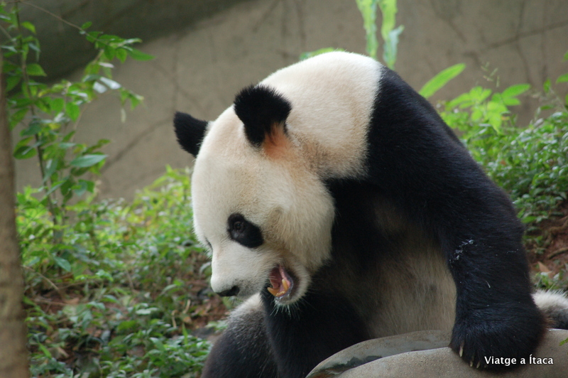 Chengdu_Panda