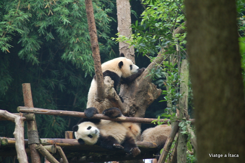 Chengdu_Panda2