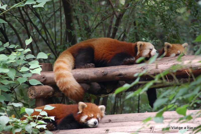 Chengdu_Panda7