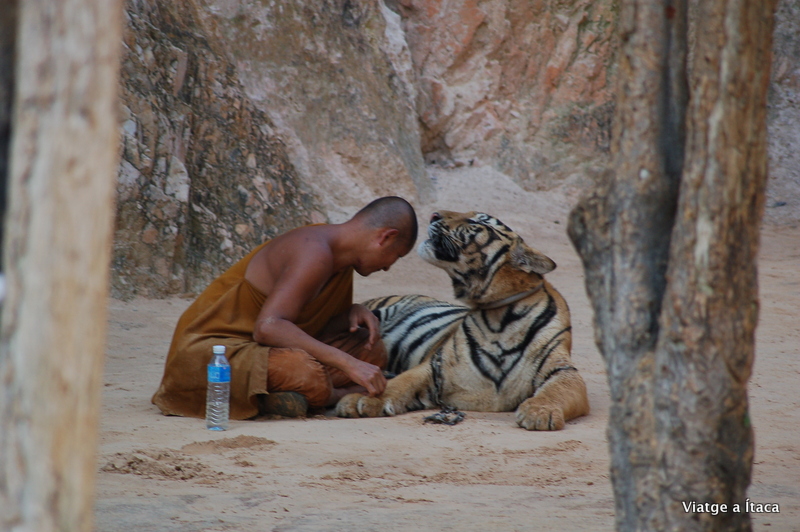 TigerTemple6