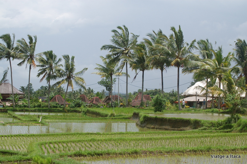 Ubud10