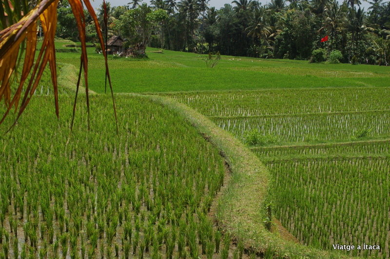 Ubud11