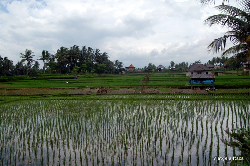 Ubud7