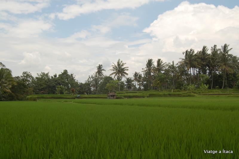 Ubud8