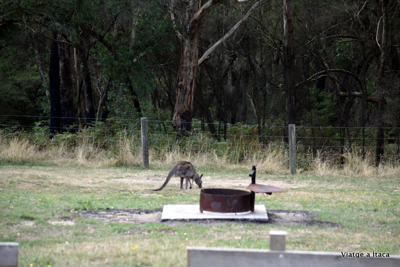 HammondsRoadCamping3