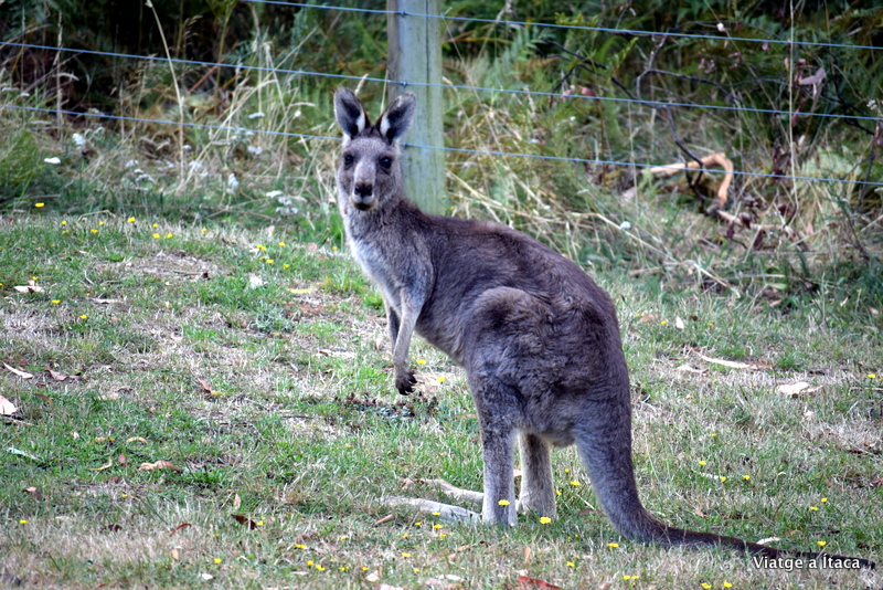 HammondsRoadCamping4