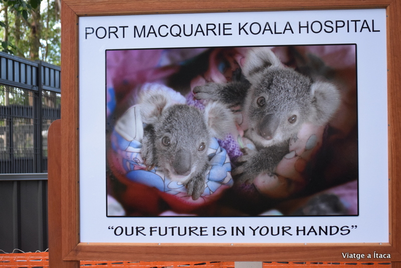 KoalaHospital11