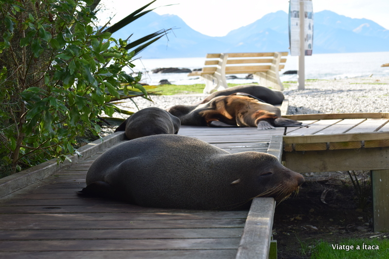 Kaikoura7