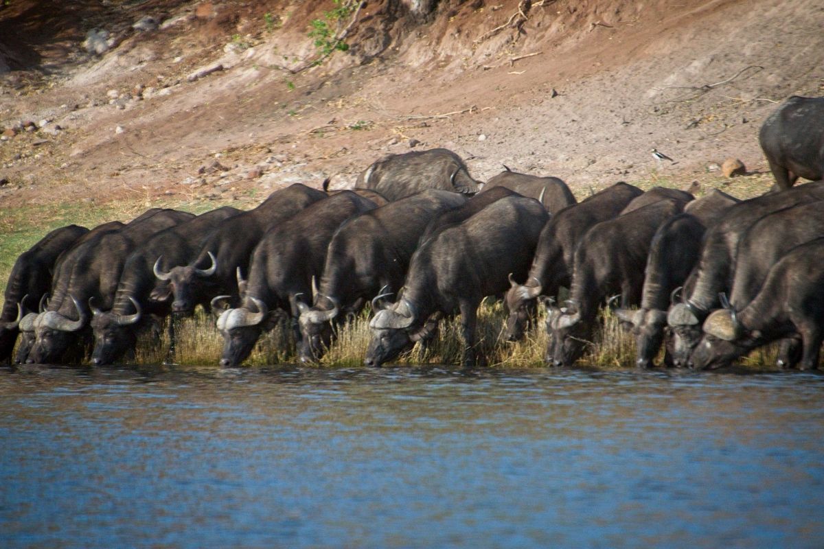 Chobe River Sunset Cruise