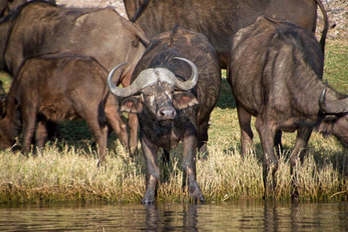 Chobe River Sunset Cruise