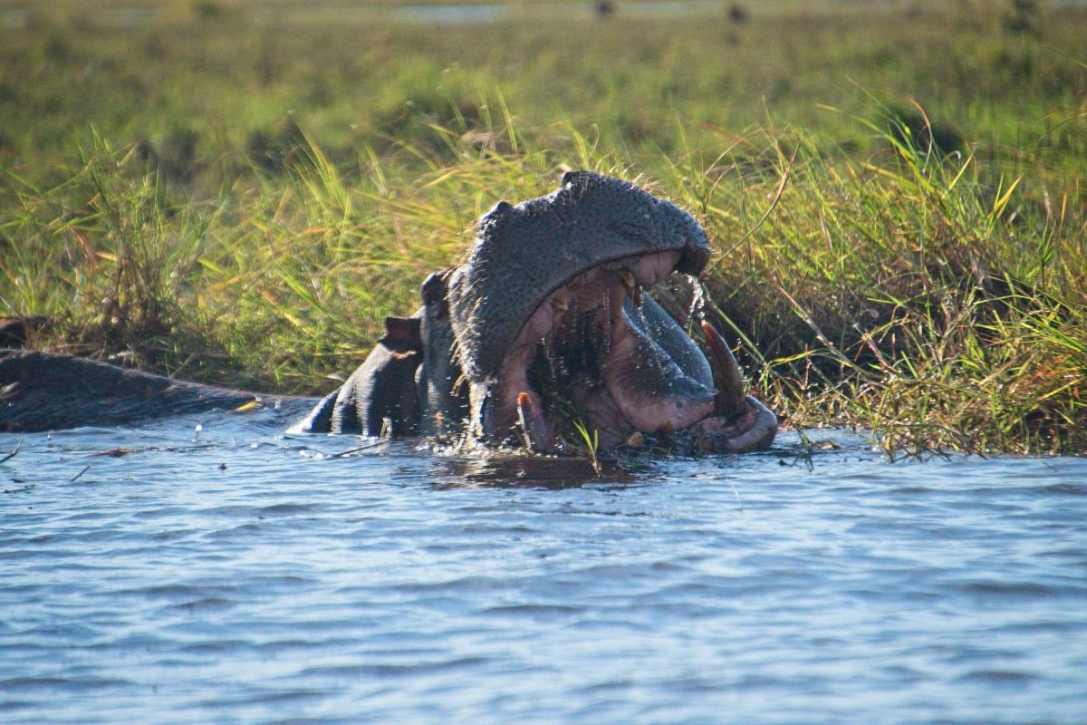 Chobe River Sunset Cruise