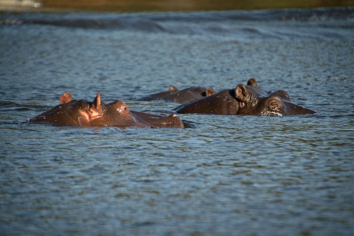 Chobe River Sunset Cruise