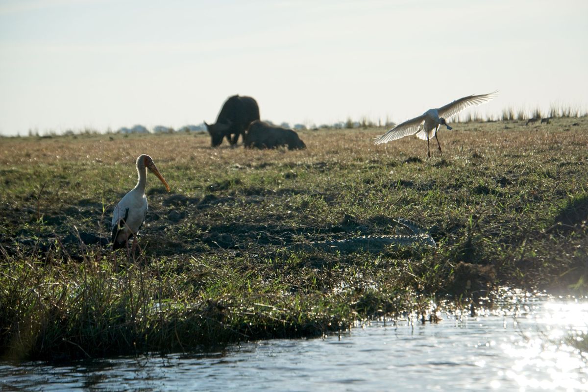 Chobe River Sunset Cruise