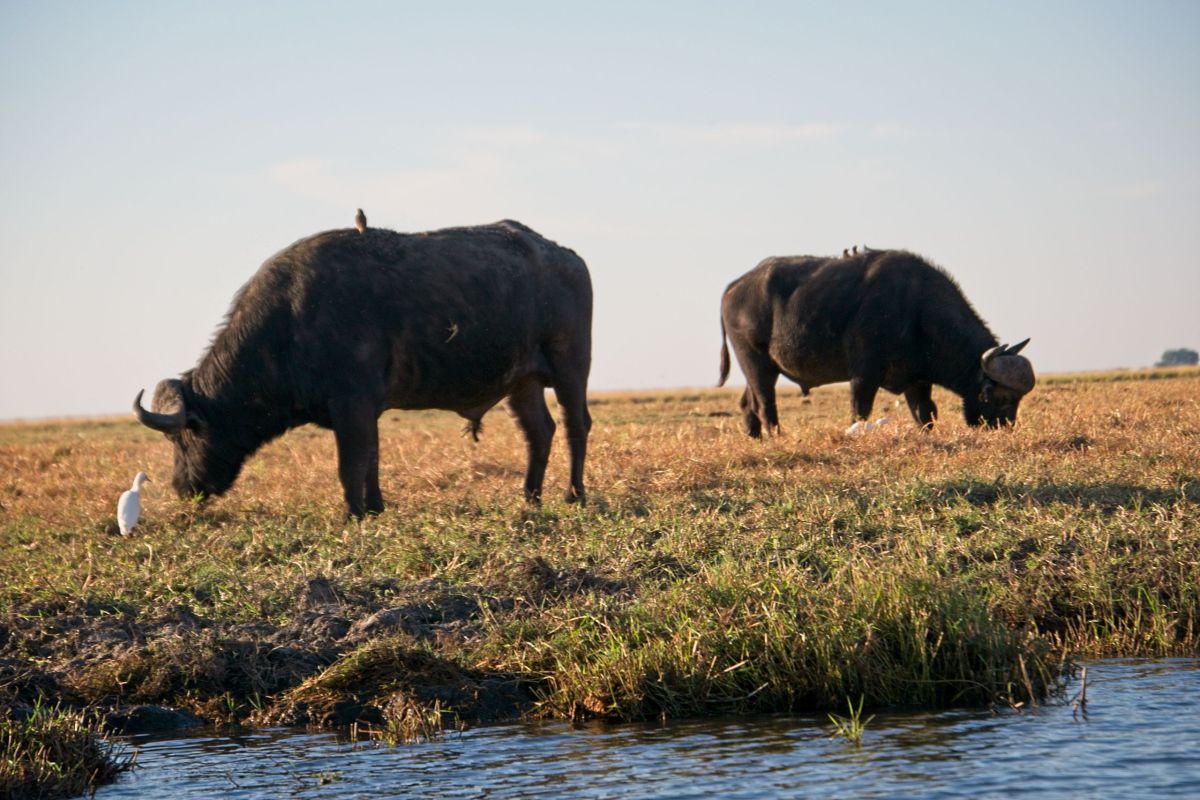 Chobe River Sunset Cruise