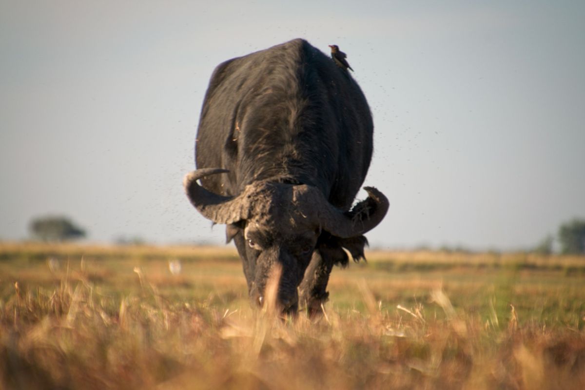 Chobe River Sunset Cruise