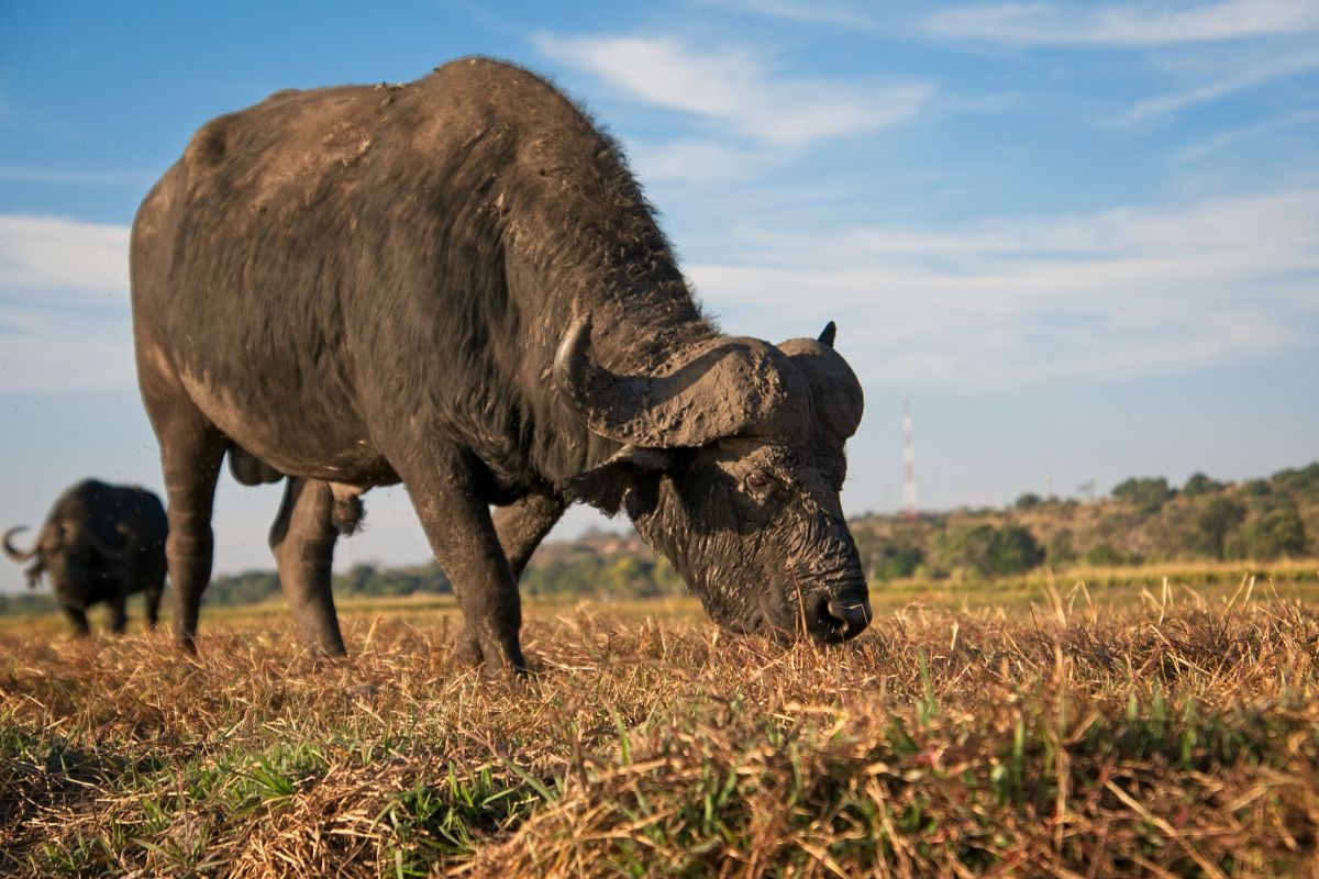 Chobe River Sunset Cruise