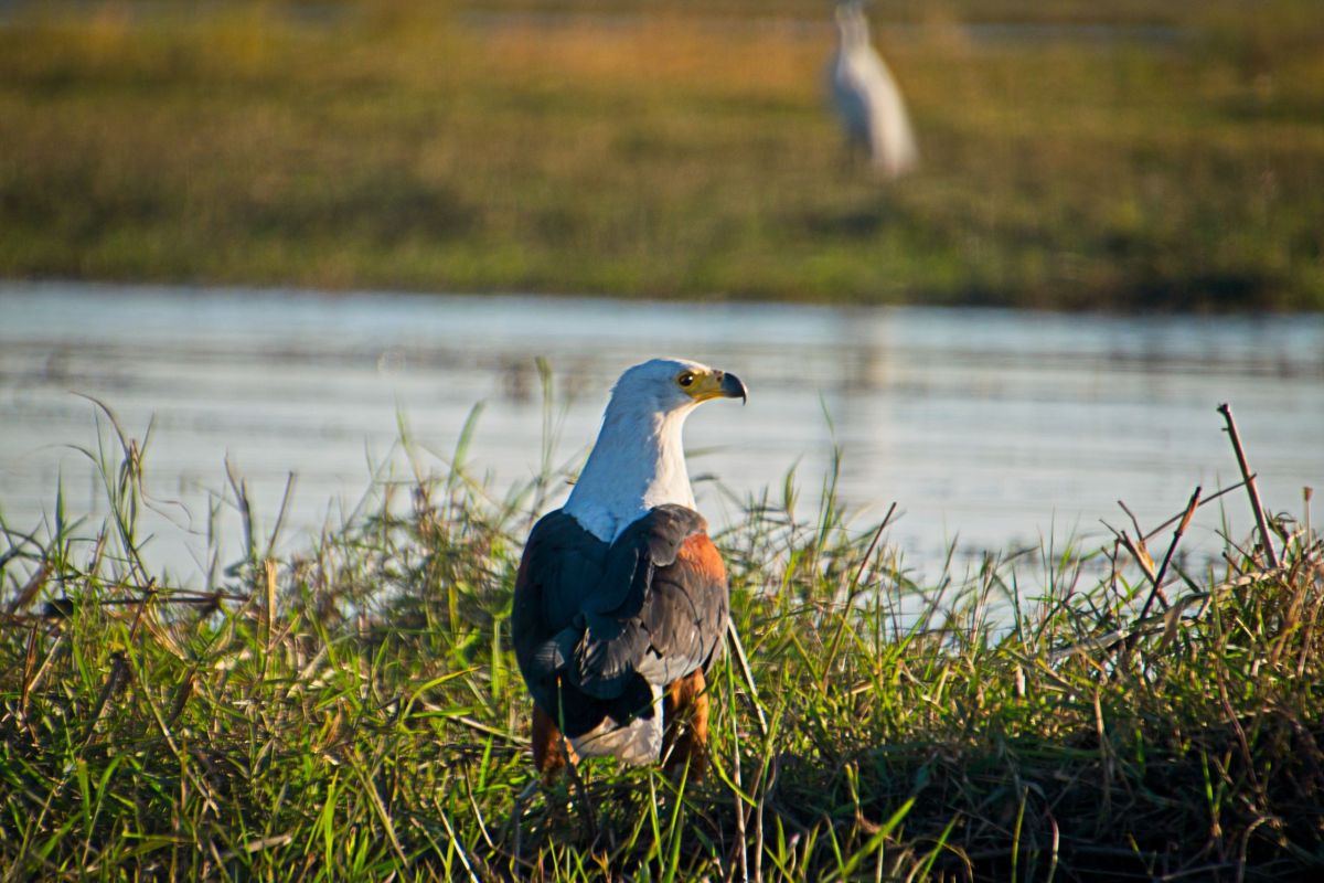 Chobe River Sunset Cruise
