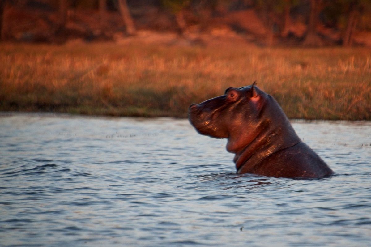 Chobe River Sunset Cruise