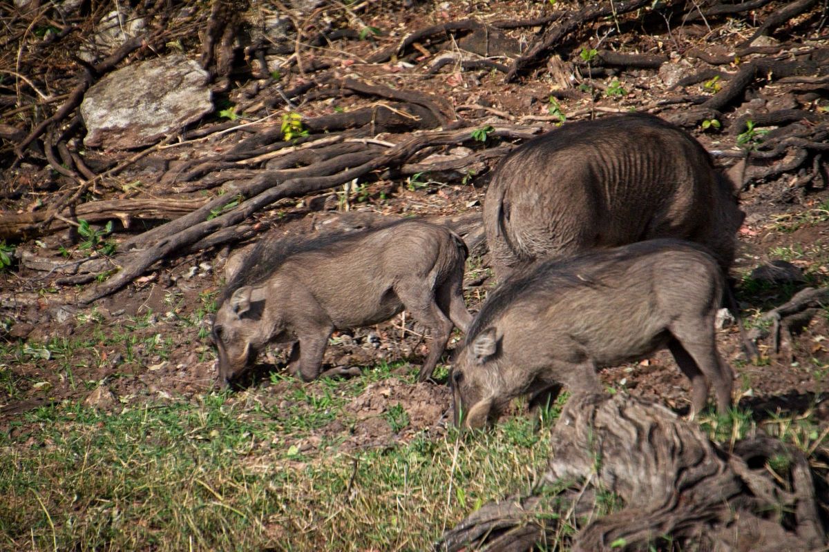 Chobe River Sunset Cruise
