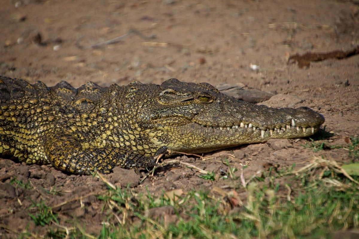 Chobe River Sunset Cruise