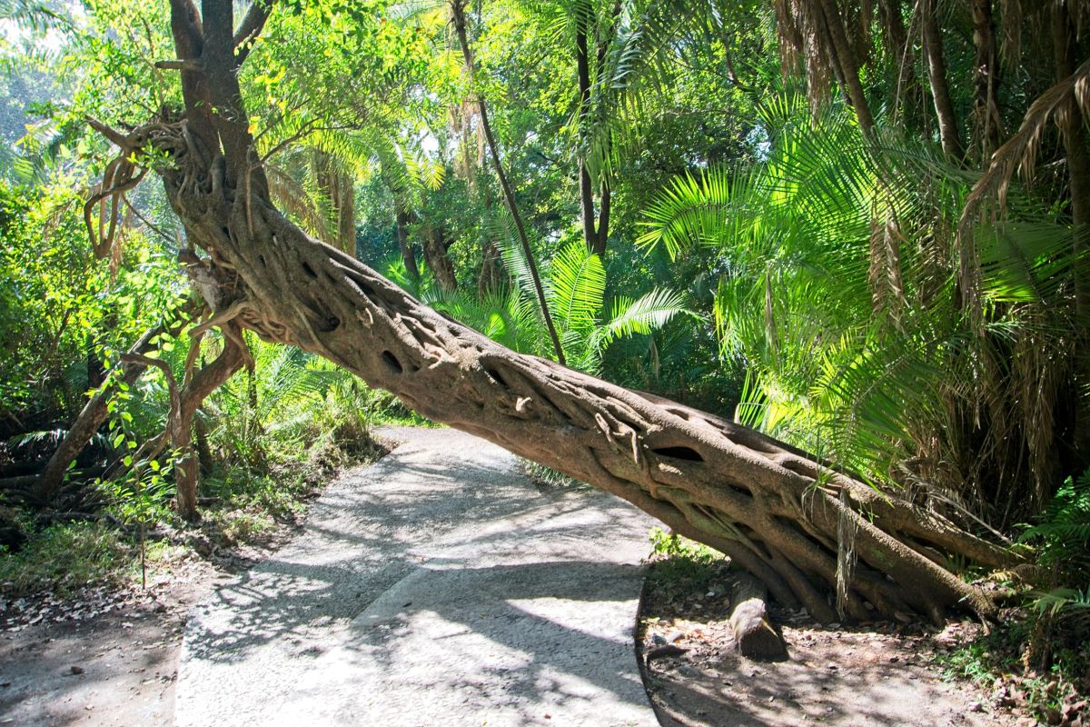 Victoria Falls Zimbabwe