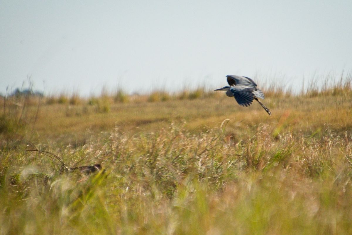 Chobe River Sunset Cruise