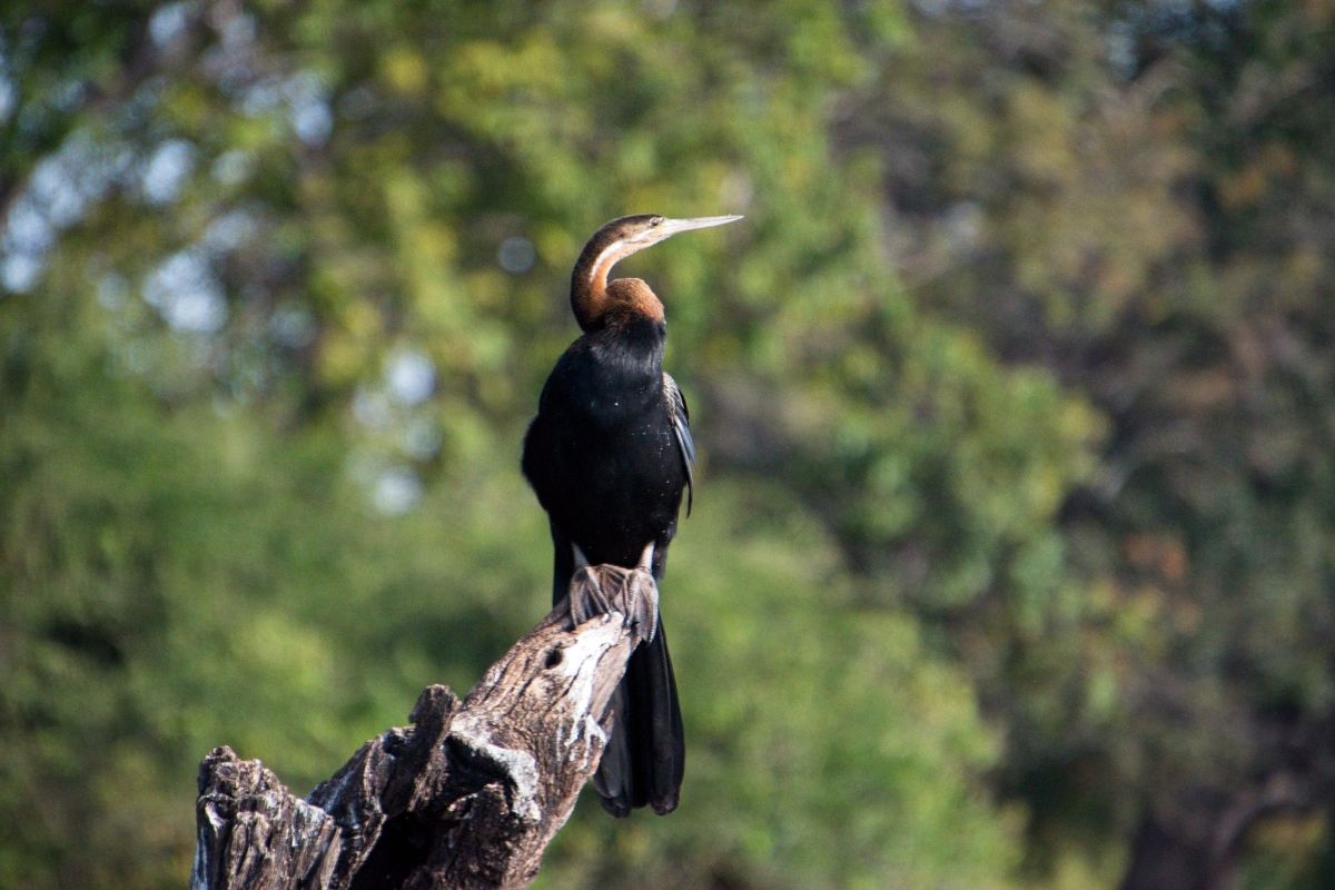 Chobe River Sunset Cruise