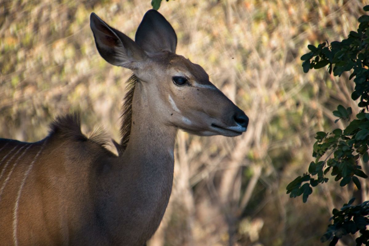 Chobe National Park