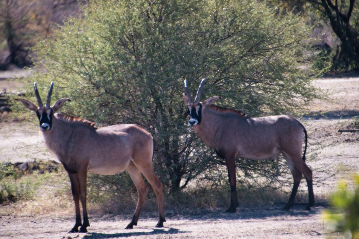 Bwabwata National Park Mahango Core Area